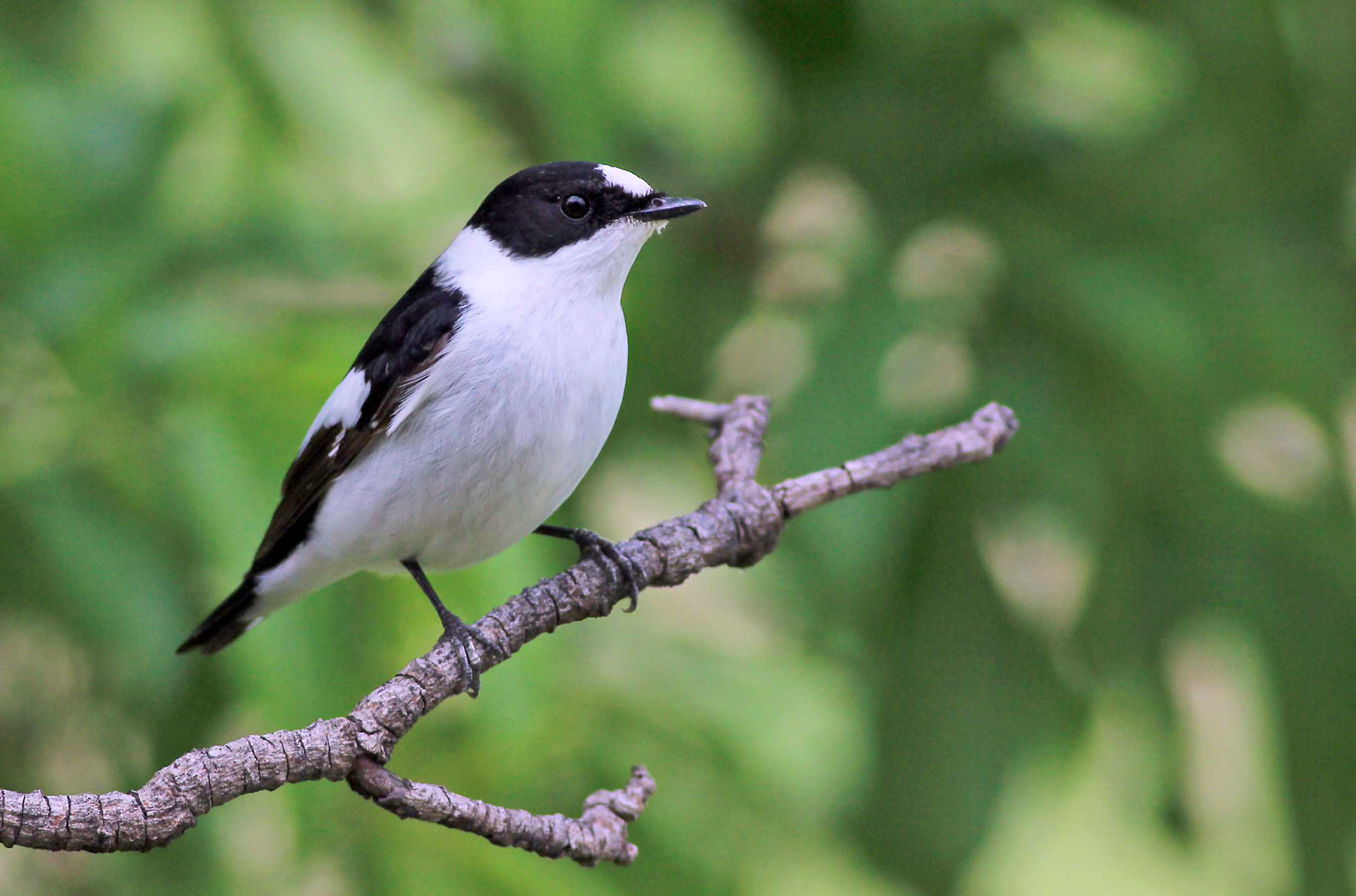 Collared Flycatcher